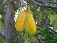 کارامبولا یا میوه ستاره ای
